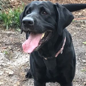 Meet your Posher, Julie